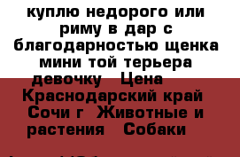 куплю недорого или риму в дар с благодарностью щенка мини той терьера девочку › Цена ­ 5 - Краснодарский край, Сочи г. Животные и растения » Собаки   